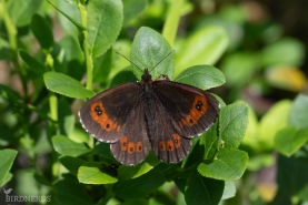 Skogsgräsfjjäril-8730