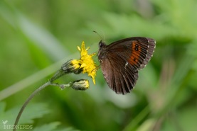 Skogsgräsfjjäril-8745