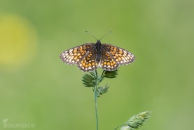 Skogsnätfjäril-2105