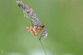 Skogsnätfjäril-2592