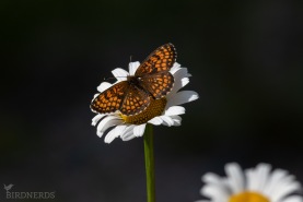 Skogsnätfjäril-2600