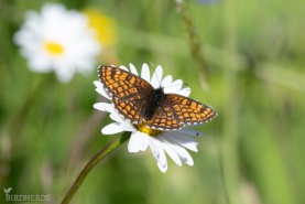 Skogsnätfjäril-4993