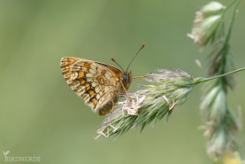 Skogsnätfjäril-6249