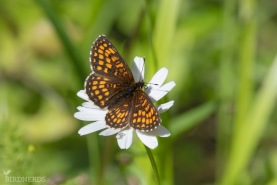 Skogsnätfjäril-6547