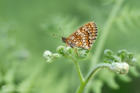 Skogsnätfjäril-8708