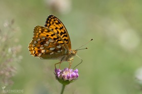 Skogspärlemorfjäril-7532