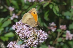 Slåttergräsfjäril-4442