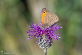 Slåttergräsfjäril-5589