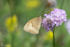 Slåttergräsfjäril-7518