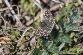 Smultronvisslare-2063