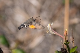 Stor dagsvärmare-0153