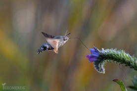 Stor dagsvärmare-7090