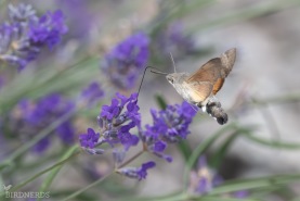 Stor dagsvärmare-8972