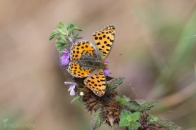 Storfläckig pärlemorfjäril-2487