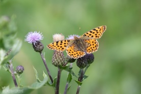 Storfläckig pärlemorfjäril-3890