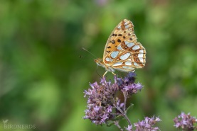 Storfläckig pärlemorfjäril-6389