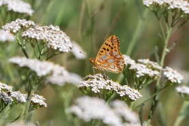 Storfläckig pärlemorfjäril-7864