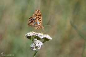 Storfläckig pärlemorfjäril-7874