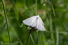 Svartbandad vitvingemätare-2526