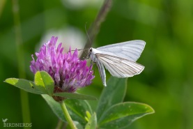 Svartbandad vitvingemätare-2647
