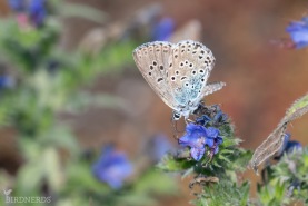 Svartfläckig blåvinge-5426