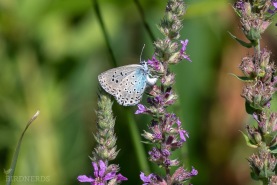 Svartfläckig blåvinge-9205