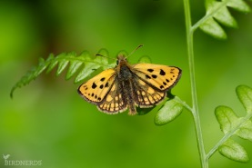 Svartfläckig glanssmygare-7672