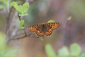 Svartringlad pärlemorfjäril-5598