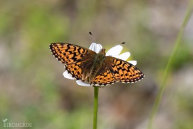 Svartringlad pärlemorfjäril-6484