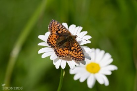 Svartringlad pärlemorfjäril-6491