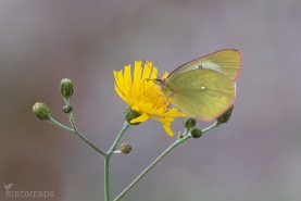 Svavelgul höfjäril-2554