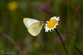 Svavelgul höfjäril-2623