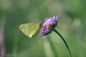 Svavelgul höfjäril-3445