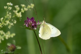 Svavelgul höfjäril-4782