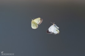 Svavelgul höfjäril-4950