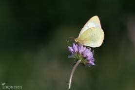 Svavelgul höfjäril-6931