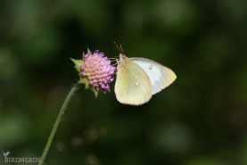 Svavelgul höfjäril-8993