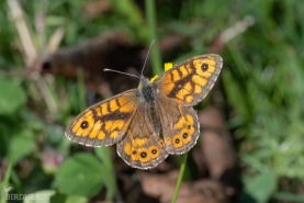 Svingelgräsfjäril-0207