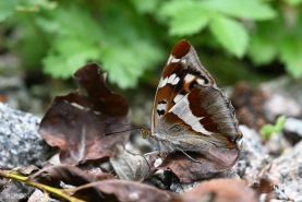 Sälgskimmerfjäril-1943