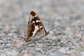 Sälgskimmerfjäril-6022