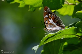 Sälgskimmerfjäril-9503