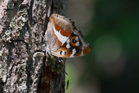 Sälgskimmerfjärril-7308