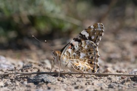 Tistelfjäril-9095-2