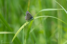 Tosteblåvinge-8481