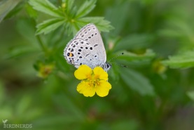 Violett blåvinge-6198