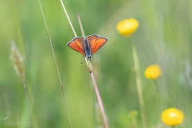 Violettkantad guldvinge-2484