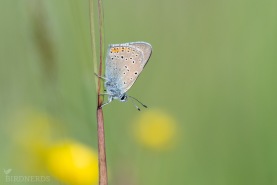 Violettkantad guldvinge-2505