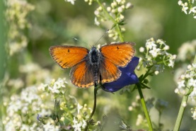 Violettkantad guldvinge-5261