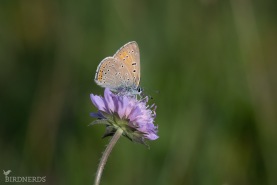 Violettkantad guldvinge-6969