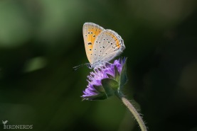 Violettkantad guldvinge-8421